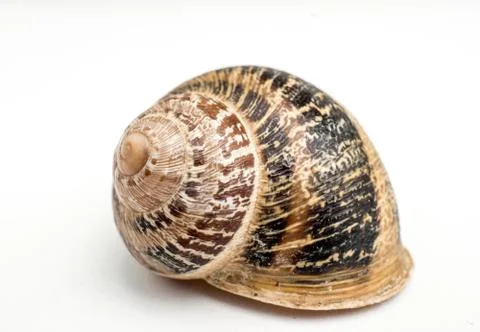 Isolated snail shell over a white background with good detal on the natural Stock Photos