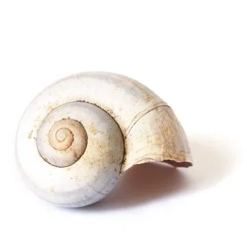 Isolated Snail Shell Foto stock