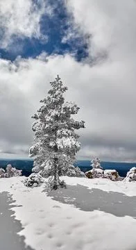 Isolated Snow-Covered Pine Tree in Valdelinares, Teruel, Spain Stock Photos