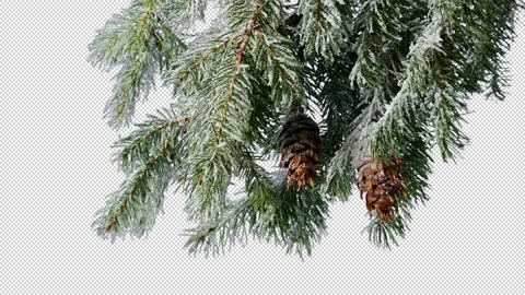 Isolated Snow Covered Tree Branches Pine Cones Pre-Keyed With Alpha Channel Stock Footage 330069978