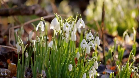Isolated snowdrops in back-light Stock Footage 72785993
