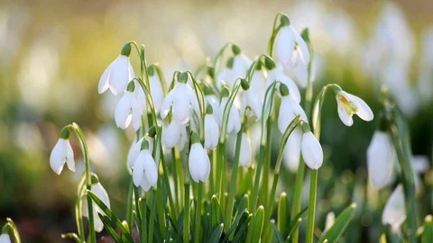 Isolated snowdrops in back-light Stock Footage 72786039