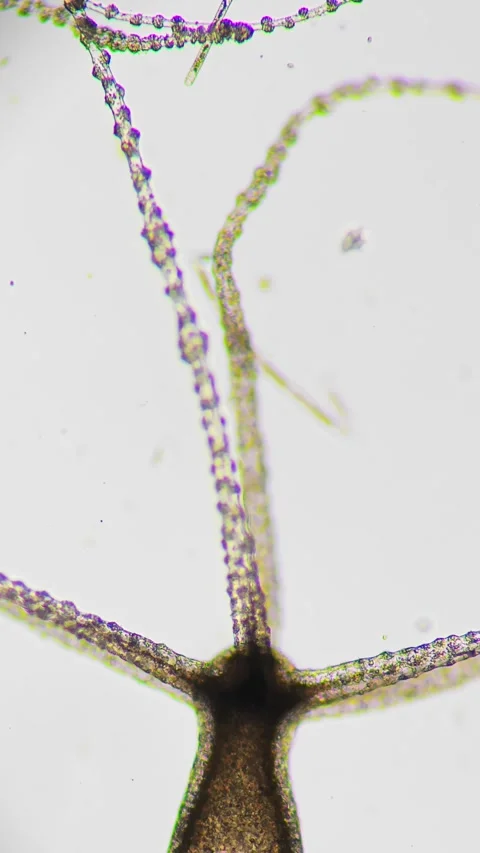 The isolated specimen of fresh water hydra is shown against a contrasting Stock Footage 336189688