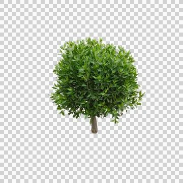 Isolated spherical green leafy shrub white background park 3d layout Stock Photos