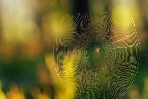 Isolated Spider Web with Spider in it in the Forest with Blurred Foliage Fotos Stock