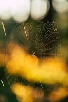 Isolated Spider Web with Spider in it in the Forest with Blurred Foliage Foto stock
