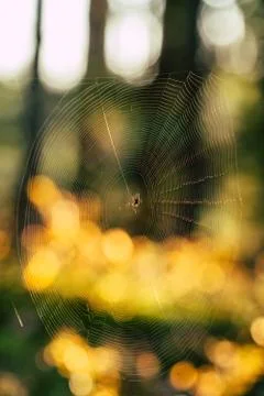 Isolated Spider Web with Spider in it in the Forest with Blurred Foliage Foto stock