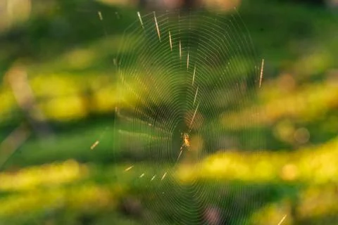 Isolated Spider Web with Spider in it in the Forest with Blurred Foliage Фото