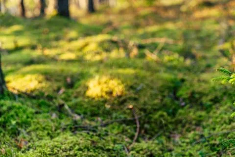 Isolated Spider Web with Spider in it in the Forest with Blurred Foliage Photos