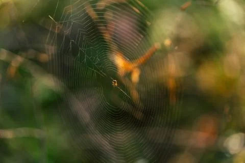 Isolated Spider Web with Spider in it in the Forest with Blurred Foliage Foto stock