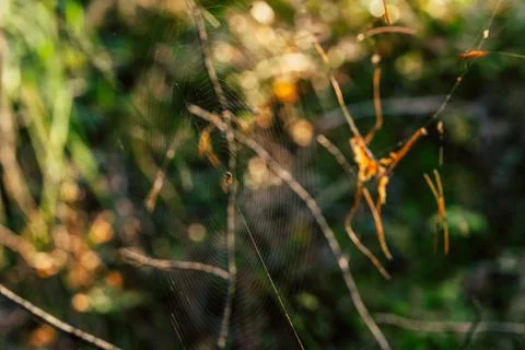 Isolated Spider Web with Spider in it in the Forest with Blurred Foliage Photos