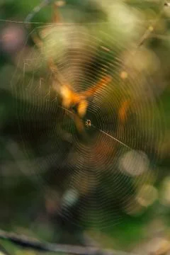 Isolated Spider Web with Spider in it in the Forest with Blurred Foliage Stockfoto's