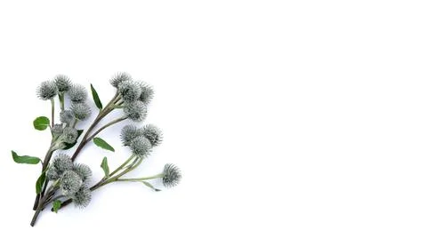 Isolated sprigs of thistle on a white background. Buds and flowers spines. Stock Photos