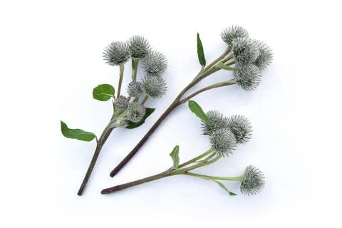 Isolated sprigs of thistle on a white background. Buds and flowers spines. Stock Photos