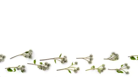 Isolated sprigs of thistle on a white background. Stock Photos