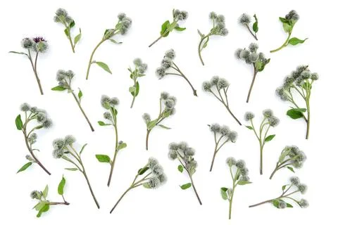 Isolated sprigs of thistle on a white background. Buds and flowers spines. Stock Photos