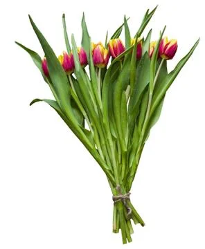 Isolated spring Easter bouquet of tulip flowers on a white background Stock Photos