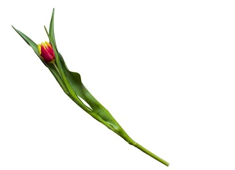 Isolated spring Easter tulip flower on a white background Stock Photos