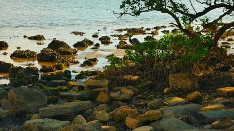 Isolated standing blue heron Bird s curved neck looking left. On the edge of a r Stock Footage 284729673