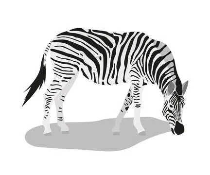 Isolated standing zebra. Vector illustration in flat style Stock Illustration