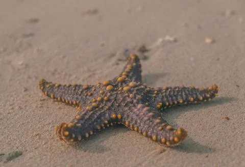Isolated starfish lying on the sand beach - Zanzibar, Prison Island Stock Photos