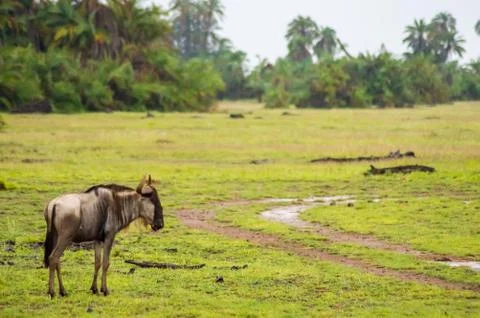 Isolated static wildebeest in the savannah Stock Photos