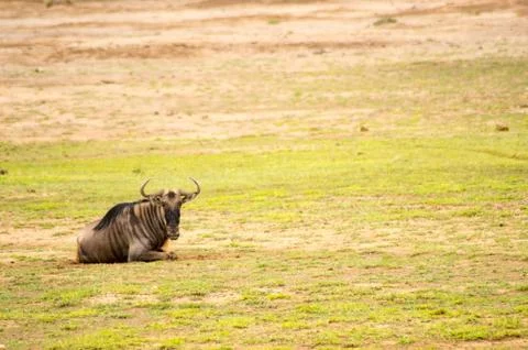 Isolated static wildebeest in the savannah Stock Photos