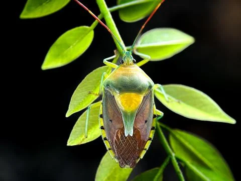 Isolated stink bug Фото