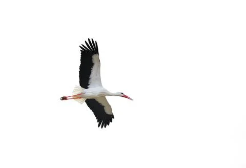 Isolated Stork in flight Stock Photos