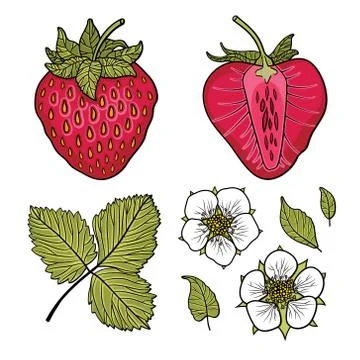 Isolated strawberries. Graphic stylized drawing. Vector illustration. Stock Illustration