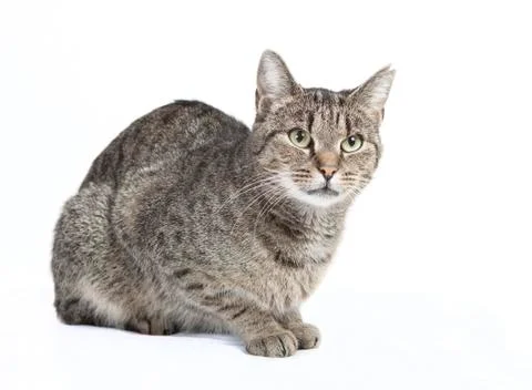 Isolated striped cat Stock Photos
