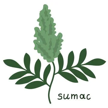 Isolated sumac flower Stock Illustration