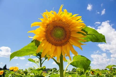 Isolated sunflower in the fields Stock Photos