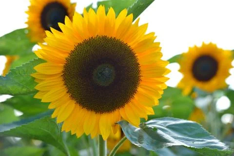 Isolated sunflower Stock Photos