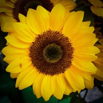 Isolated sunflower Stock Photos