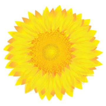 Isolated sunflower vector design Stock Illustration