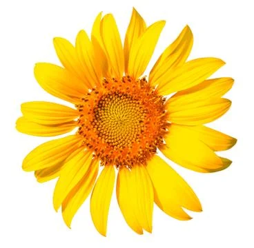 Isolated sunflower on the white background. Stock Photos