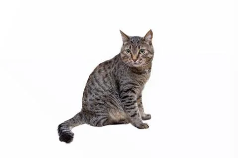 Isolated tabby cat on a white background Stock Photos