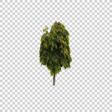 Isolated tall green leafy tree with dense foliage on white background rendering Stock Photos