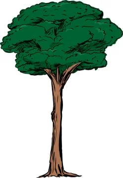 Isolated Tall Tree Illustration Stock Illustration