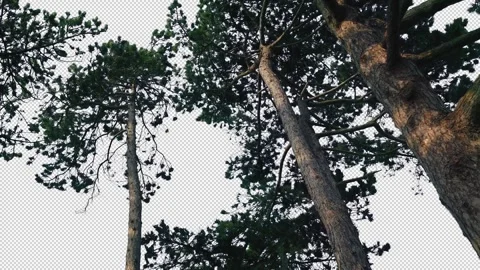 Isolated Tall Trees In Strong Winds Pre-Keyed With Alpha Channel Stock Footage 329197314