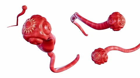 Isolated tapeworm on the white background Vidéo 269477860