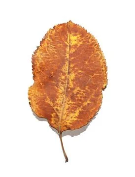 Isolated time-aged fallen tree leaf.Texture or background Stock Photos