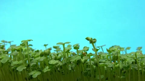 Isolated timelapse of sprouting arugula on green screen background Stock Footage 233528033