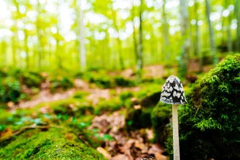Isolated tiny mushroom growing on the forest Stock Photos