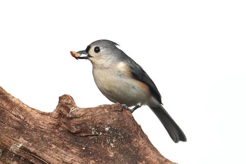 Isolated titmouse on a stump Stock Photos