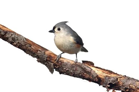 Isolated Titmouse On A Stump Stock Photos