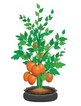 Isolated tomato plant vector design Stock Illustration