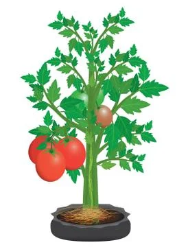 Isolated tomato plant vector design Stock Illustration