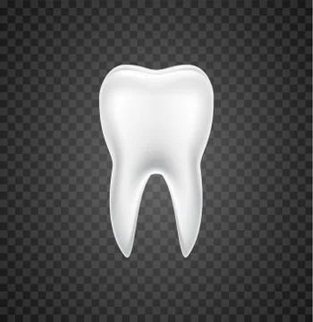Isolated tooth dental vector realistic white single graphic. Tooth illustration Stock Illustration